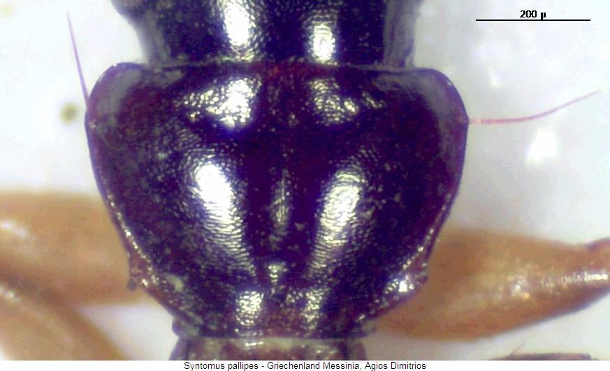 syntomus_pallipes_hsch.jpg