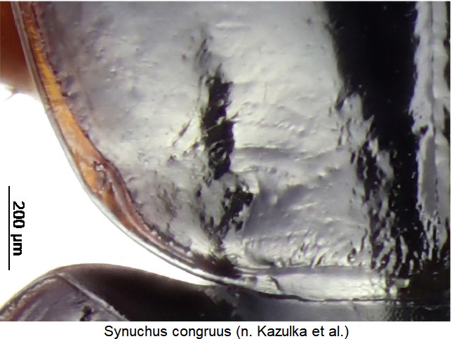 synuchus_congruus_hsch.jpg