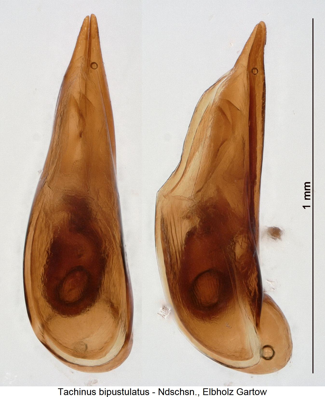 tachinus_bipustulatus.jpg