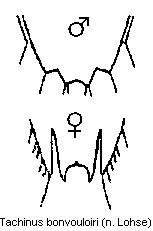 tachinus_bonvouloiri_tergit.gif