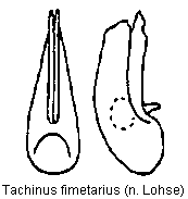 tachinus_fimetarius.gif