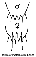 tachinus_fimetarius_tergit.gif