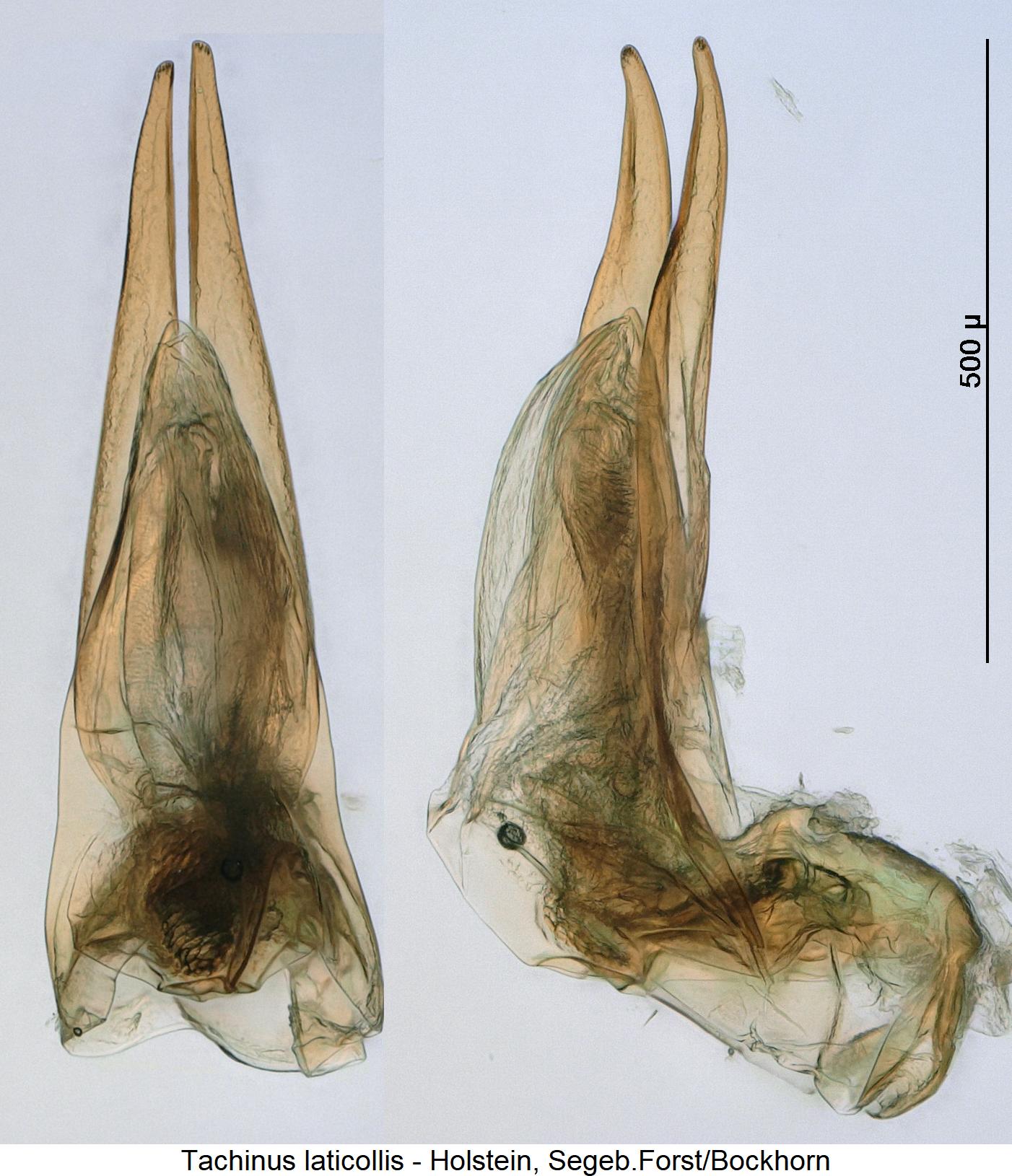 tachinus_laticollis.jpg