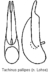 tachinus_pallipes.gif