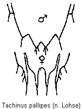 tachinus_pallipes_tergit.gif