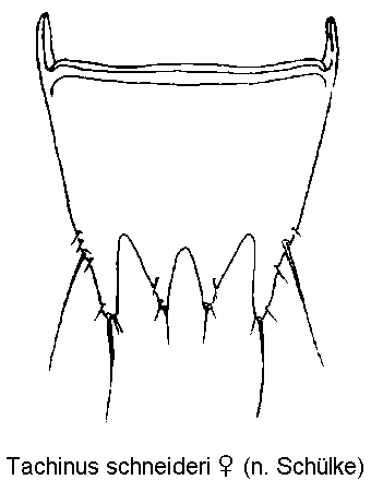 tachinus_schneideri_w_ter.gif