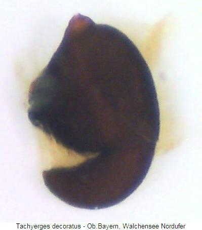 tachyerges_decoratus_sperm.jpg