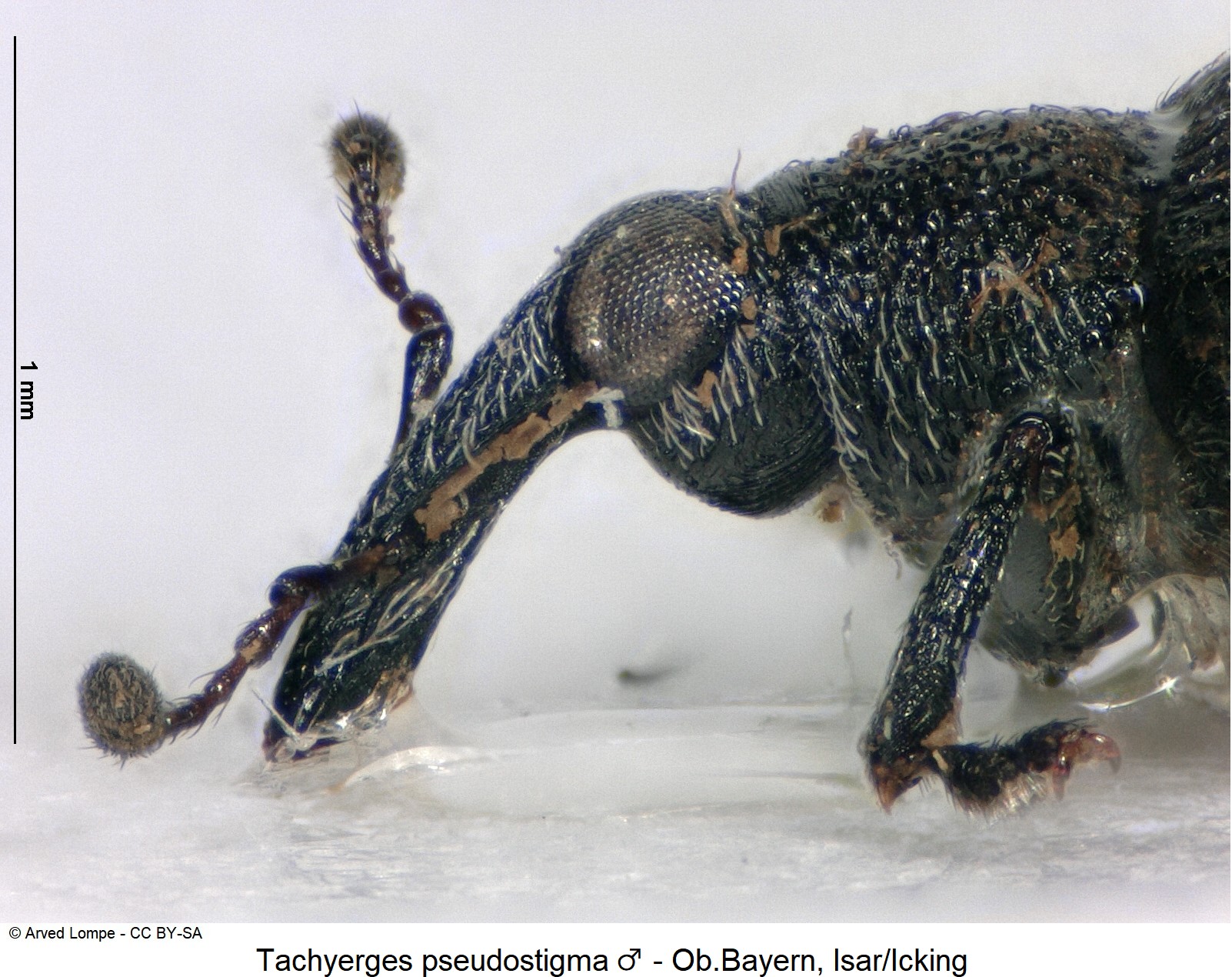 tachyerges_pseudostigma_ck15466_sa_k.jpg