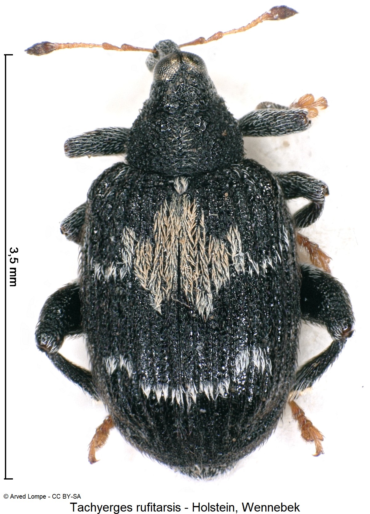 tachyerges_rufitarsis_ck15476_hab.jpg