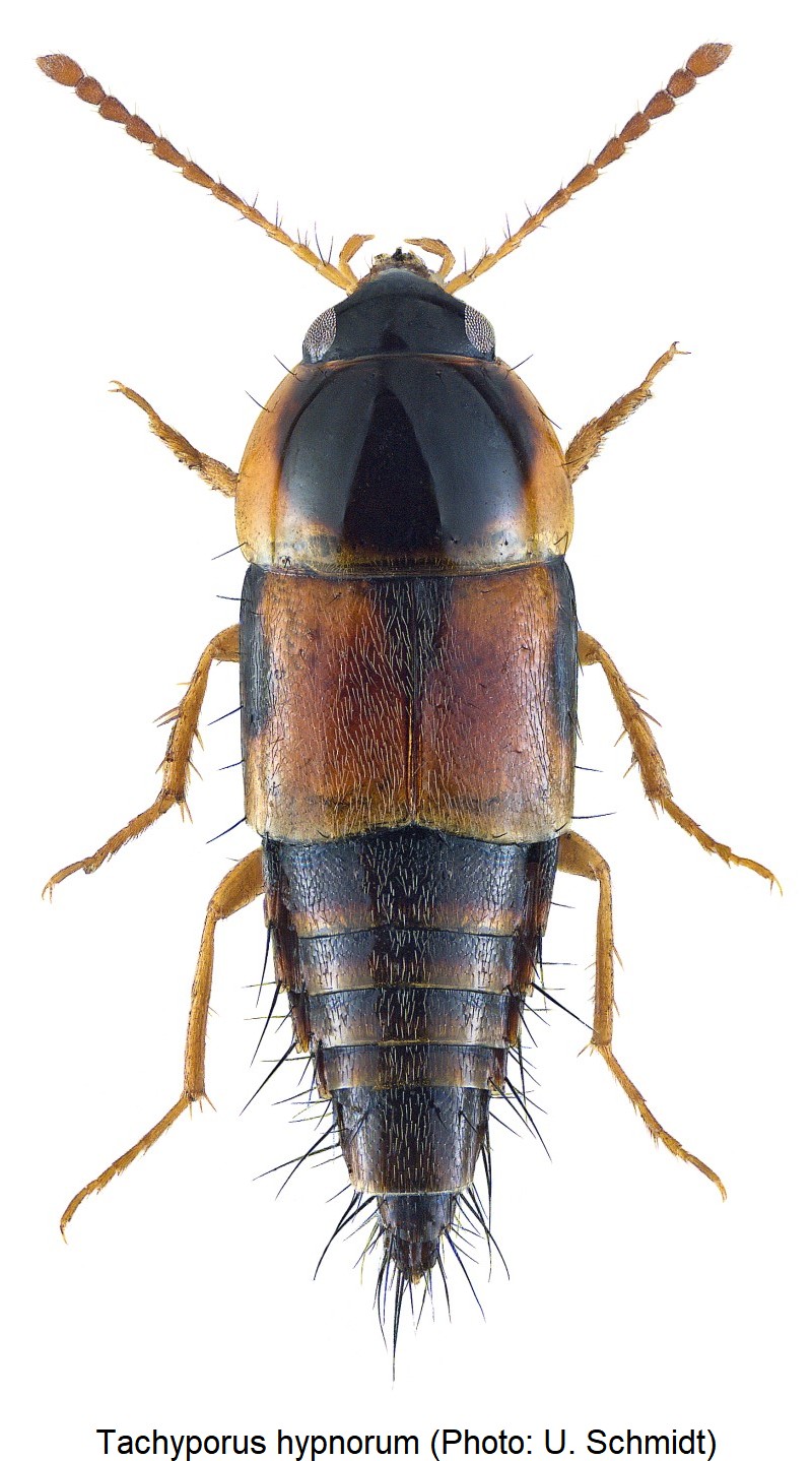 tachyporus_hypnorum_hab1.jpg