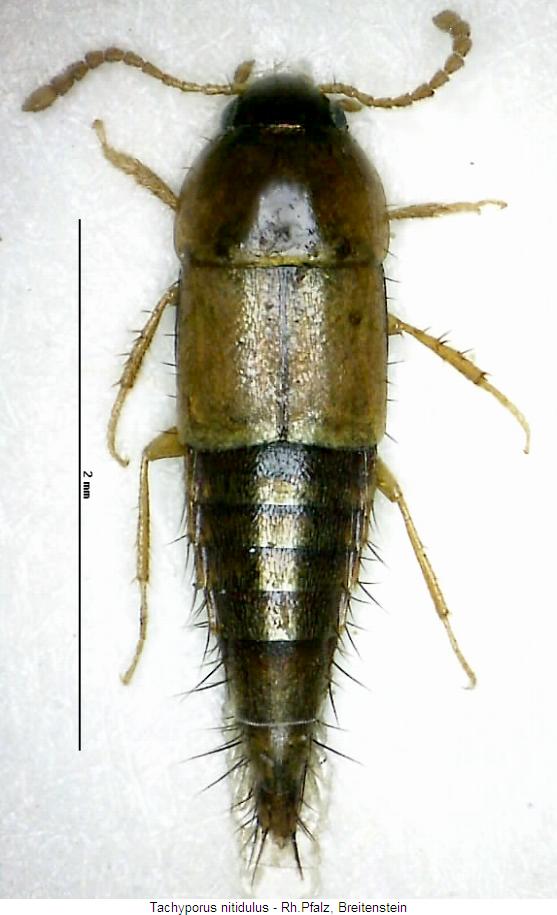 tachyporus_nitidulus_hab.jpg