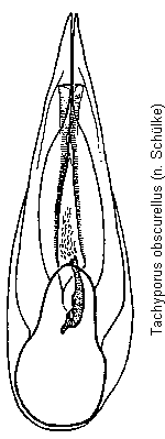 tachyporus_obscurellus.gif