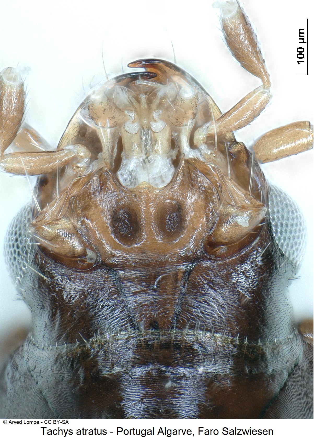 tachys_atratus_ck15967_k_us.jpg