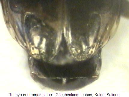 tachys_centromaculatus_fldsp.jpg