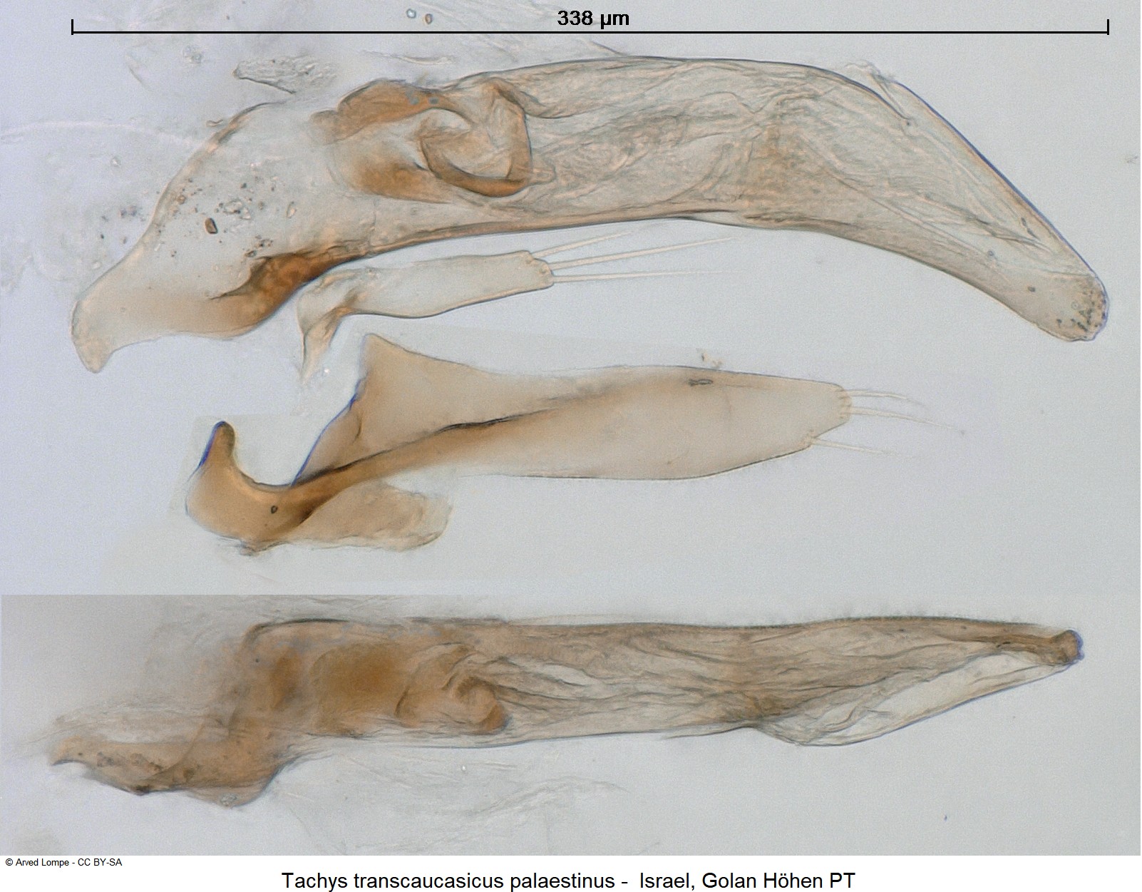 tachys_palaestinus_ck23246.jpg