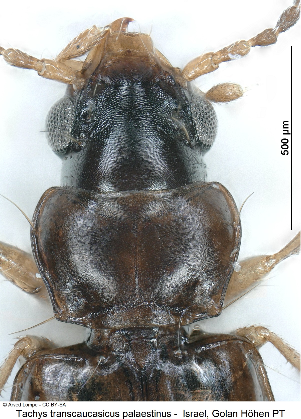 tachys_palaestinus_ck23246_vk.jpg