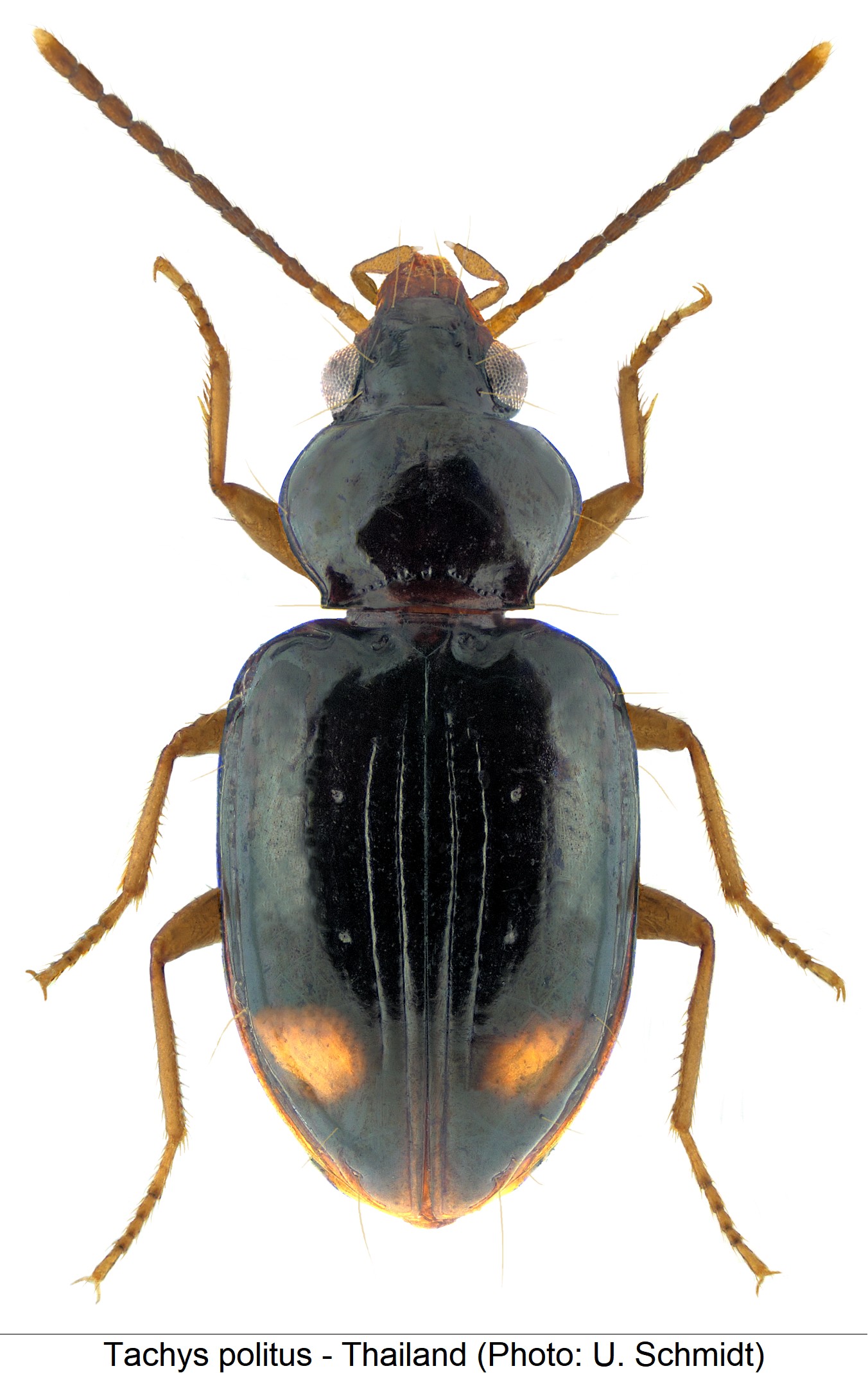tachys_politus_hab.jpg
