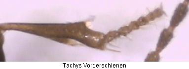 tachys_vschn.jpg