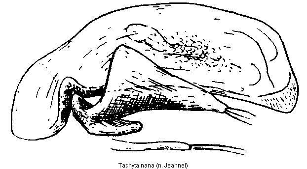 tachyta_nana_.gif