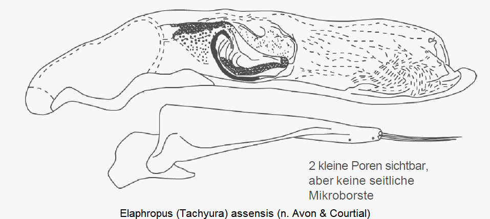 tachyura_assensis.gif