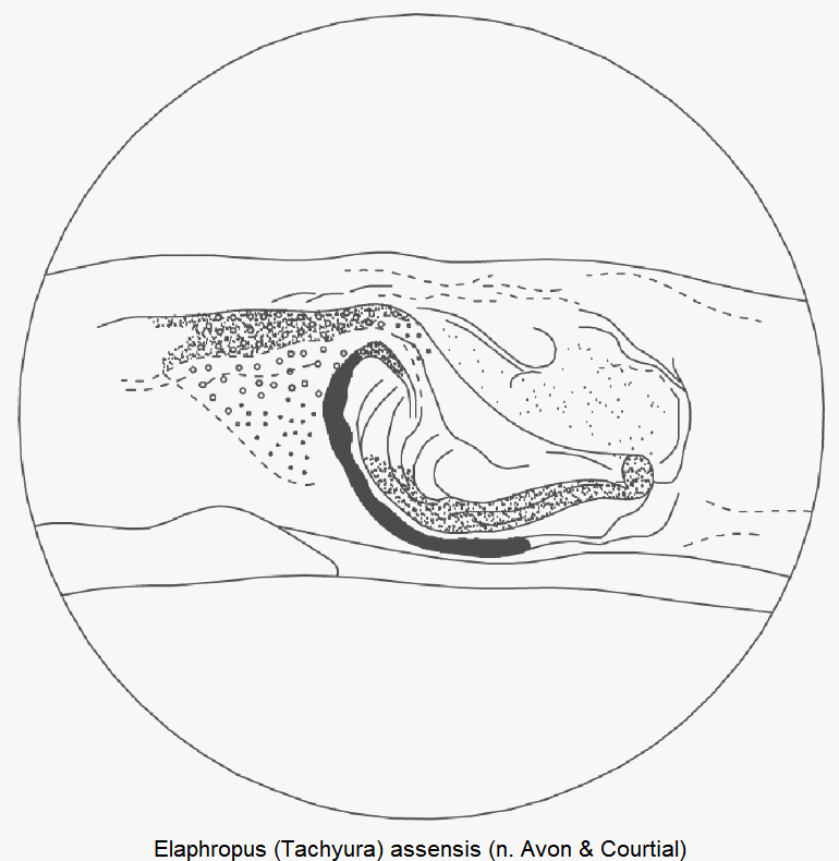 tachyura_assensis_pc.gif