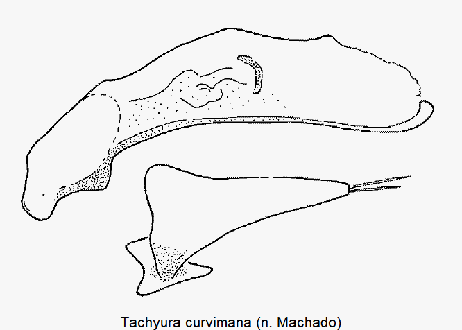 tachyura_curvimana.gif