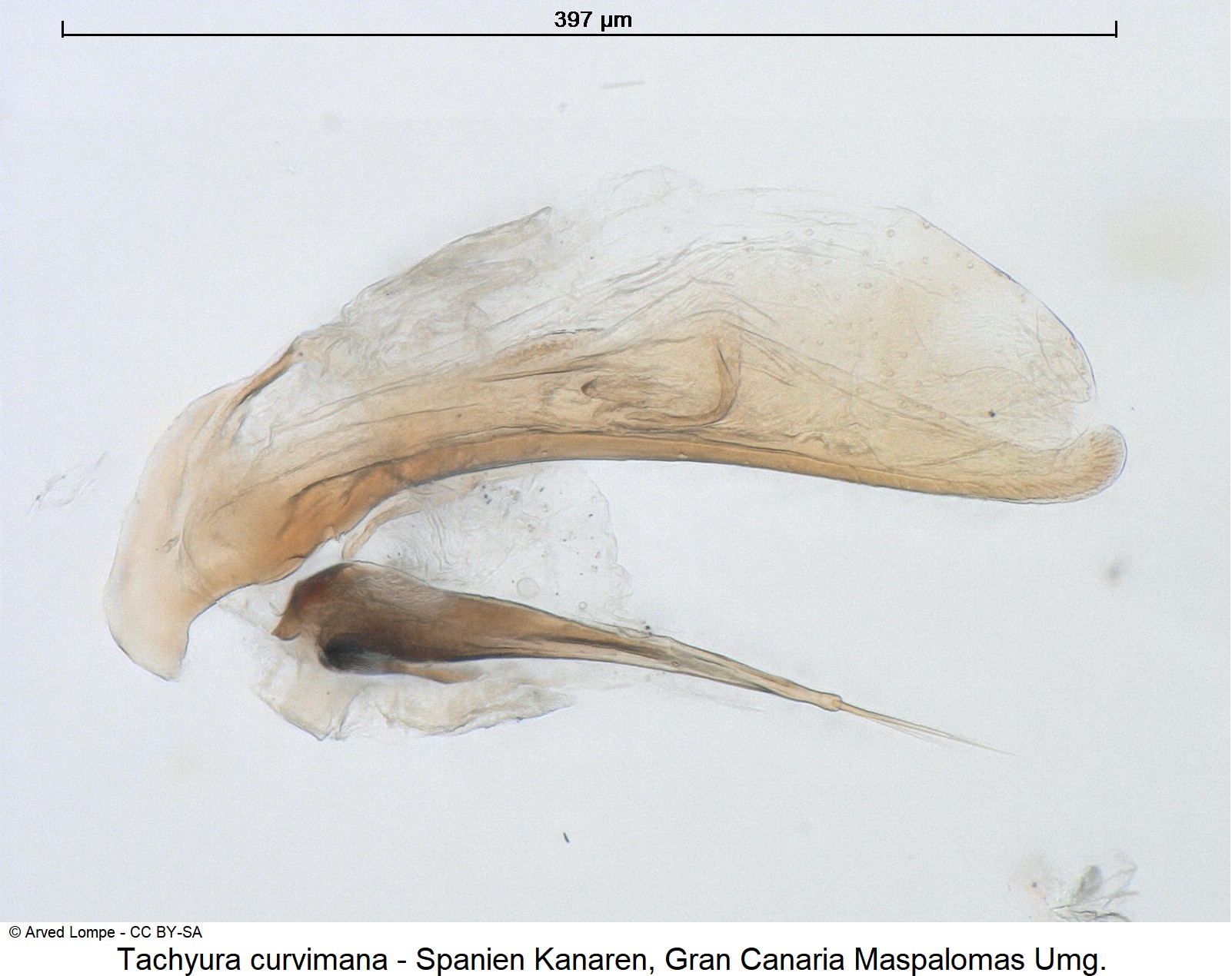 tachyura_curvimana_ck18751-1.jpg