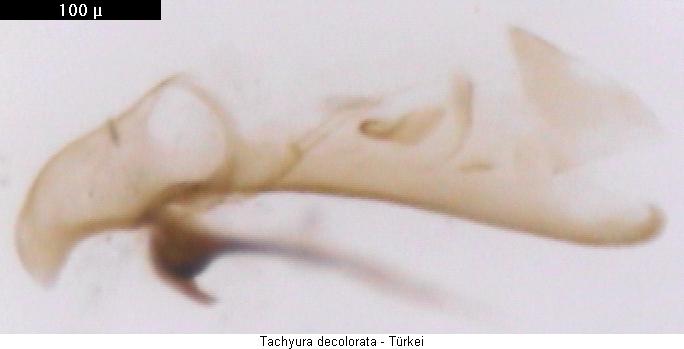 tachyura_decolorata.jpg
