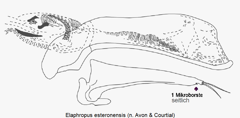 tachyura_esteronensis.gif