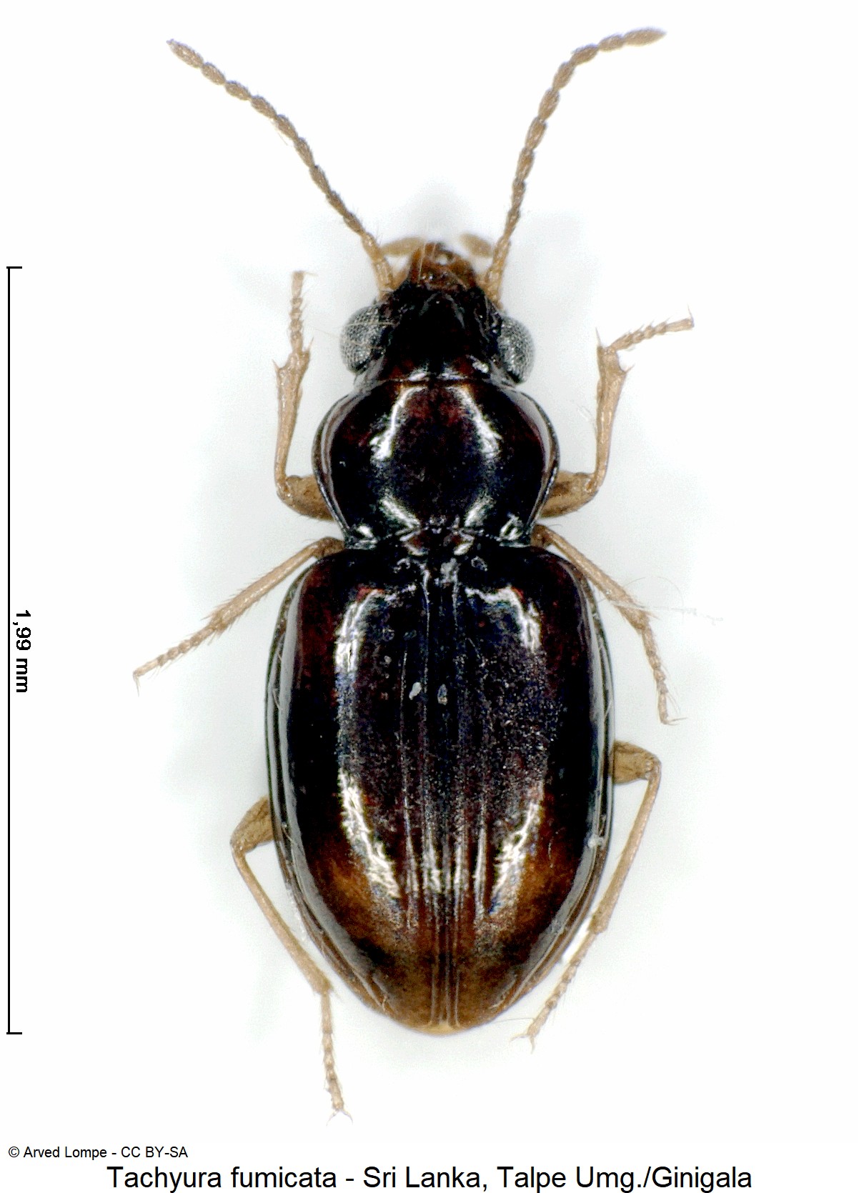 tachyura_fumicata_ck35099224_hab.jpg