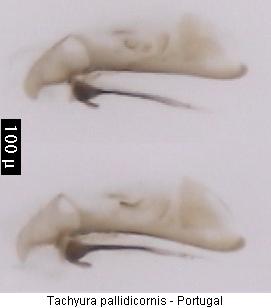 tachyura_pallidicornis.jpg