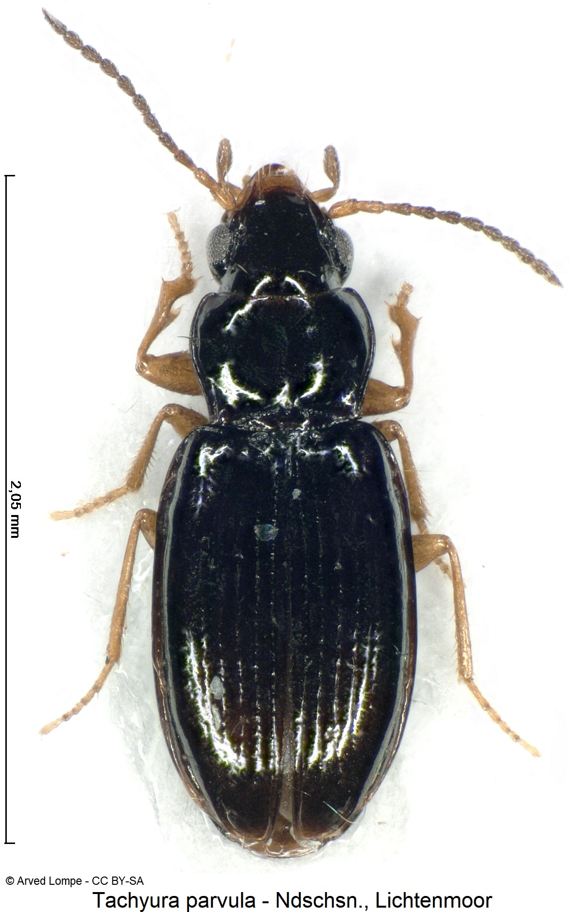 tachyura_parvula_ck16997322_hab.jpg