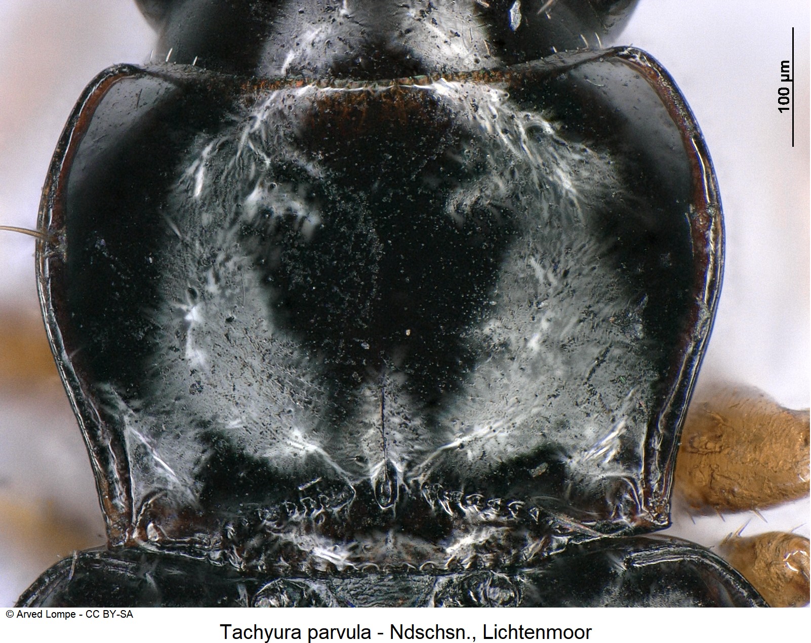 tachyura_parvula_ck16997322_hsch.jpg
