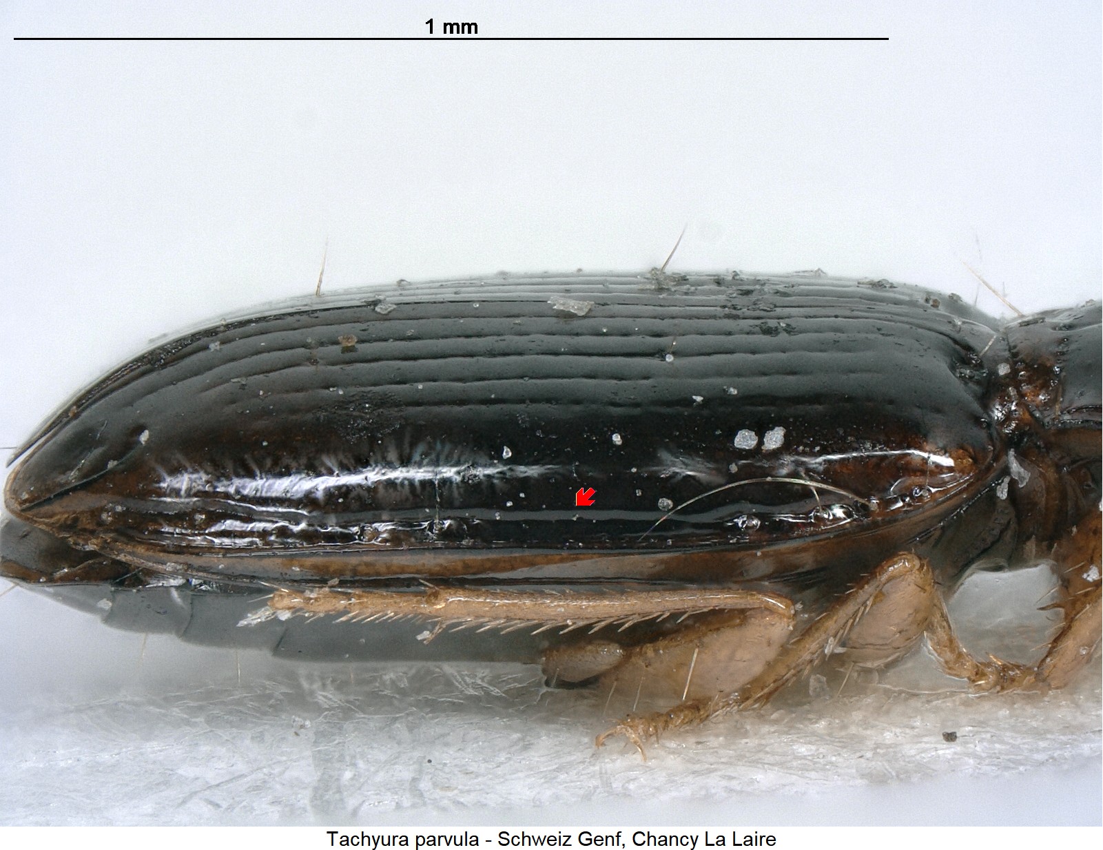 tachyura_parvula_ck29382179_sa.jpg