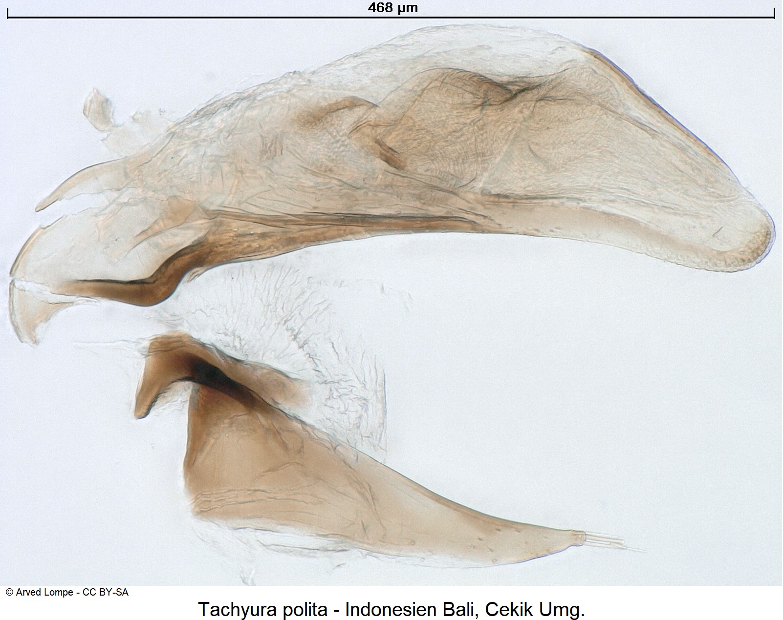 tachyura_polita_ck31405981.jpg