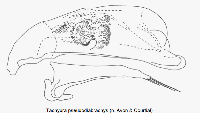 tachyura_pseudodiabrachys.gif