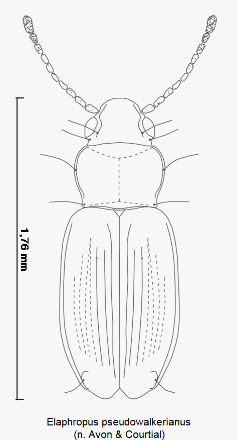 tachyura_pseudowalkeriana_hab.gif