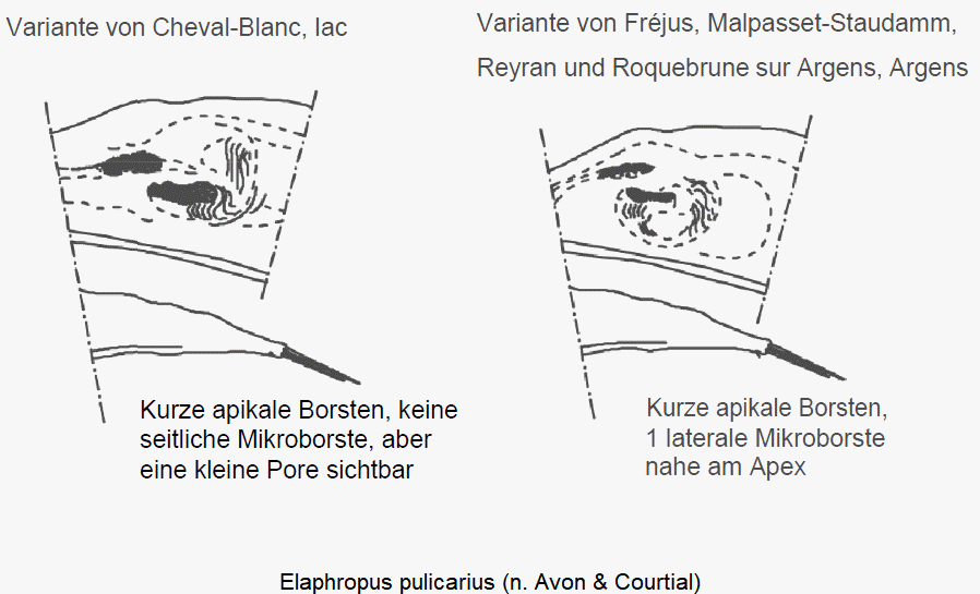 tachyura_pulicaria_pc.gif