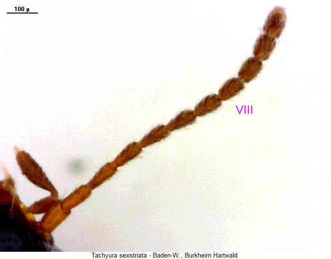 tachyura_sexstriata_f.jpg