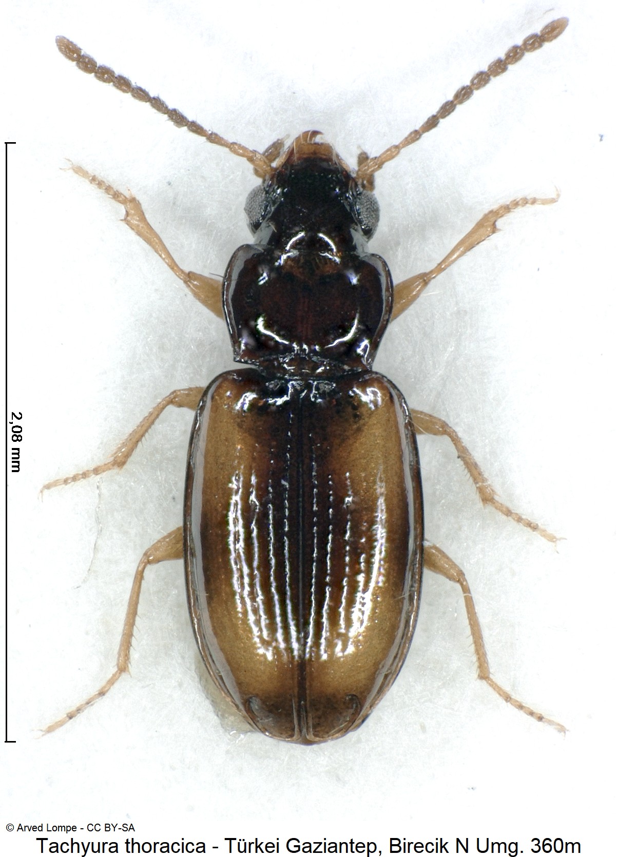 tachyura_thoracica_ck19783_hab.jpg