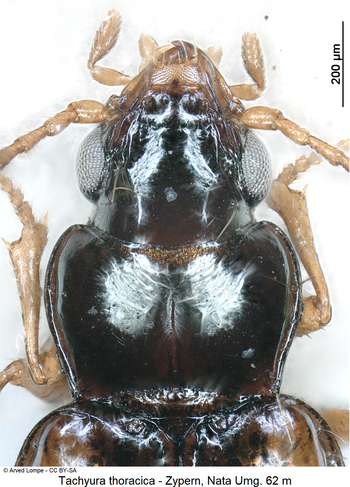 tachyura_thoracica_ck21643_vk.jpg