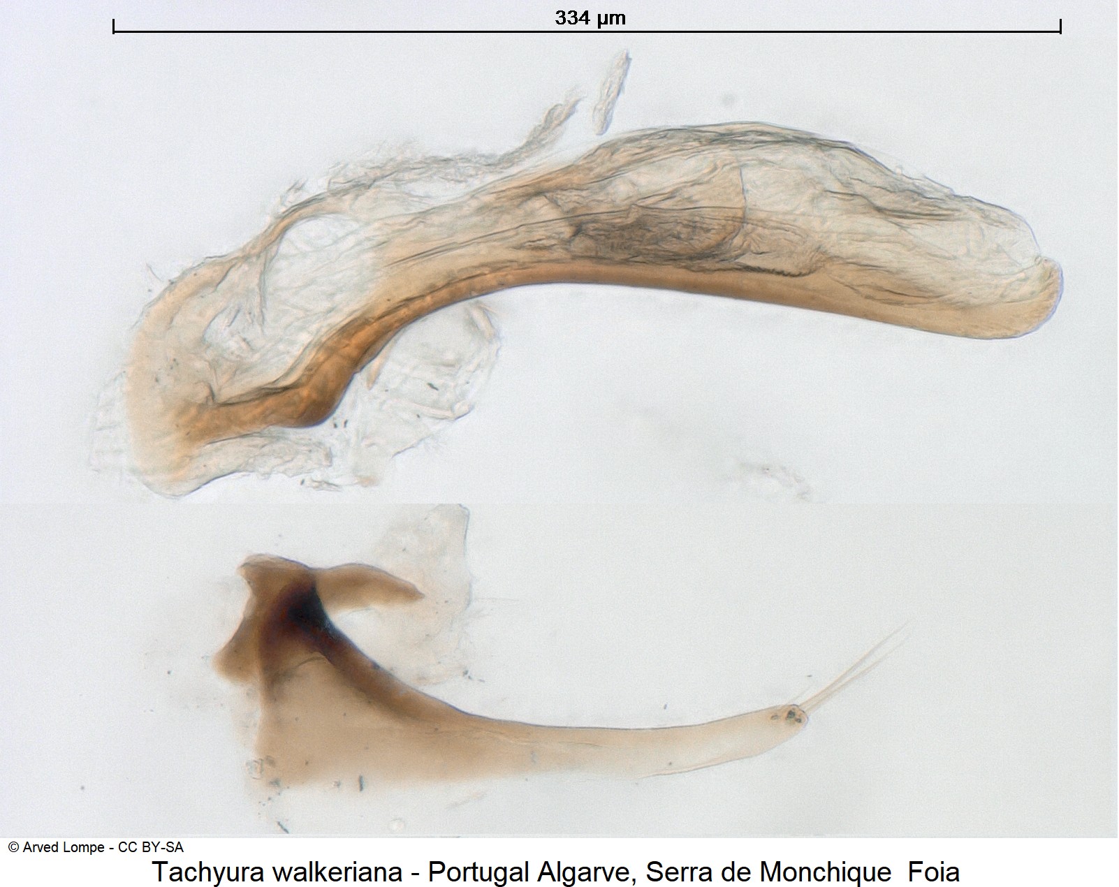 tachyura_walkeriana_ck16483.jpg