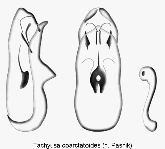 tachyusa_coarctatoides1.gif