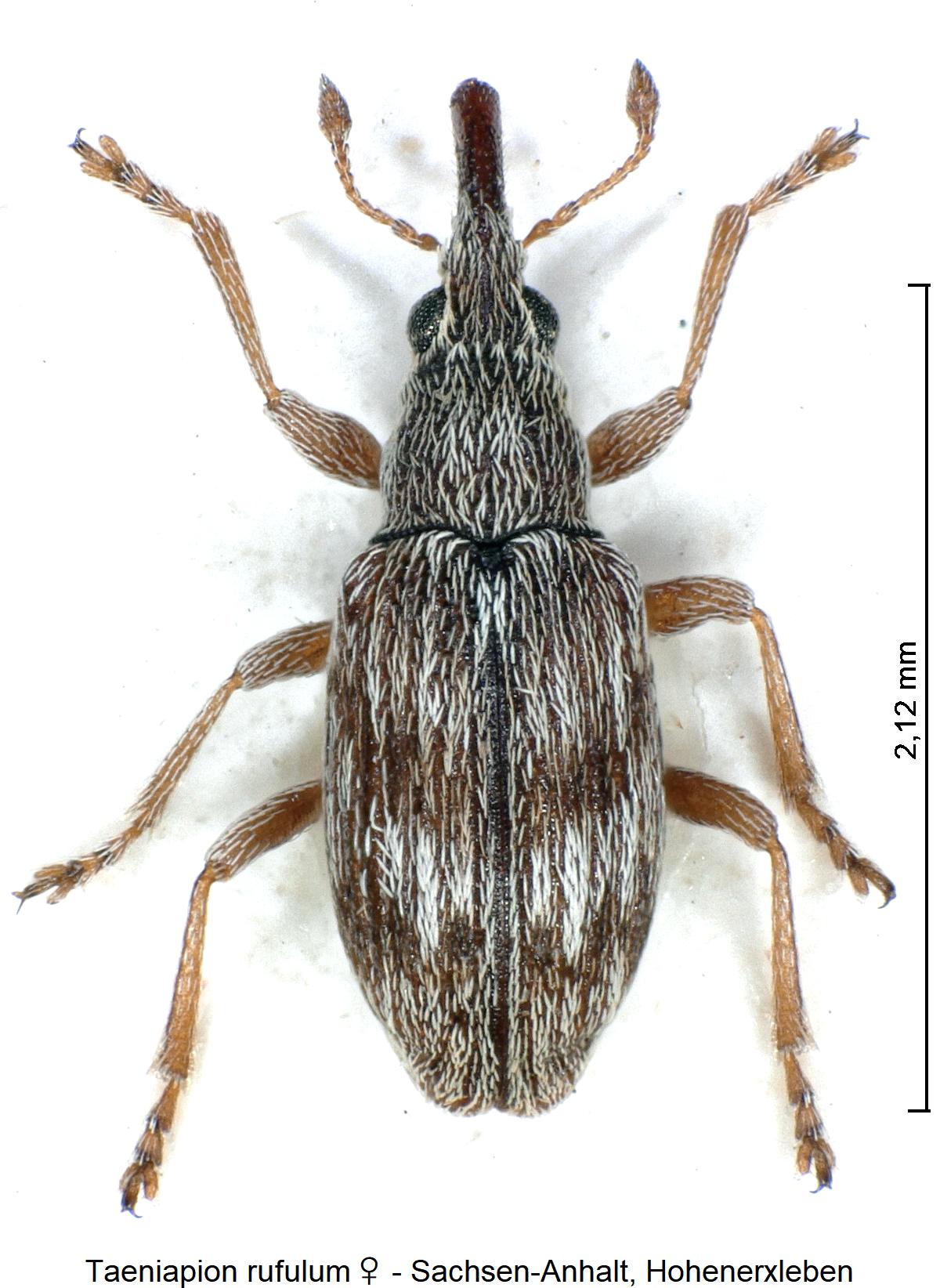 taeniapion_rufulum_w_hab.jpg