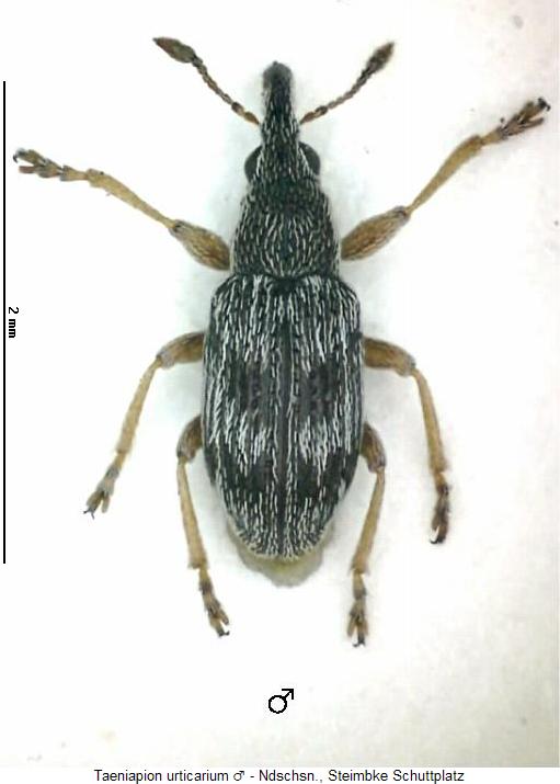 taeniapion_urticarium_m_hab.jpg