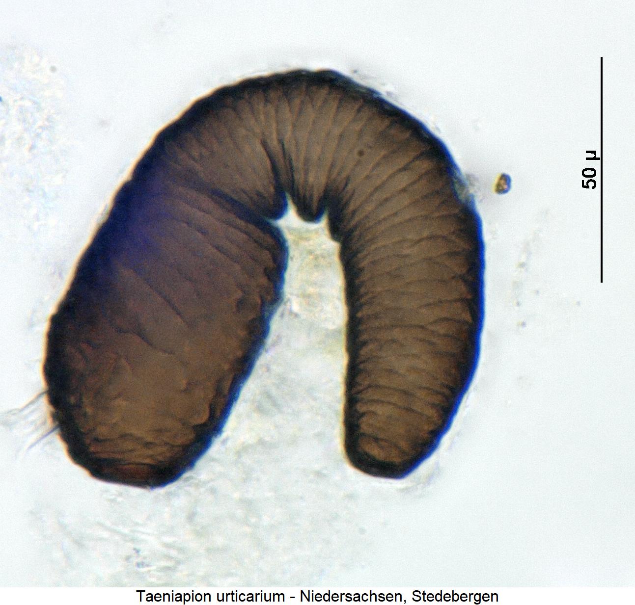 taeniapion_urticarium_sperm.jpg