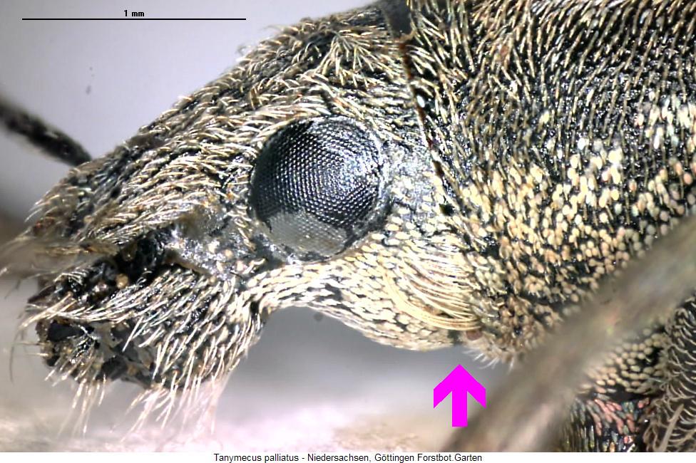 tanymecus_palliatus_k.jpg
