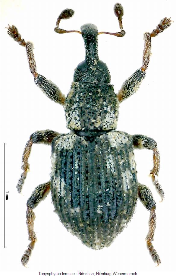 tanysphyrus_lemnae_hab.jpg