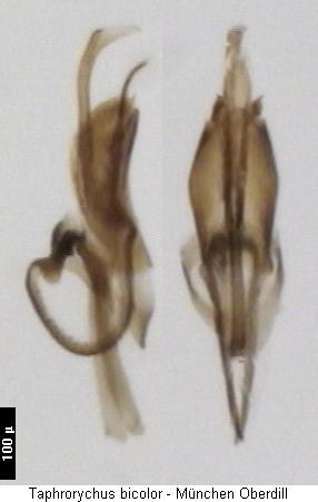 taphrorychus_bicolor.jpg