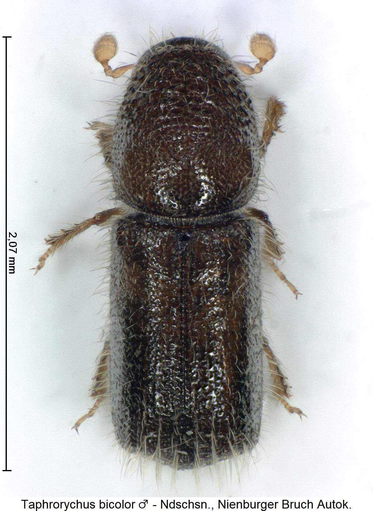 taphrorychus_bicolor_m_hab.jpg